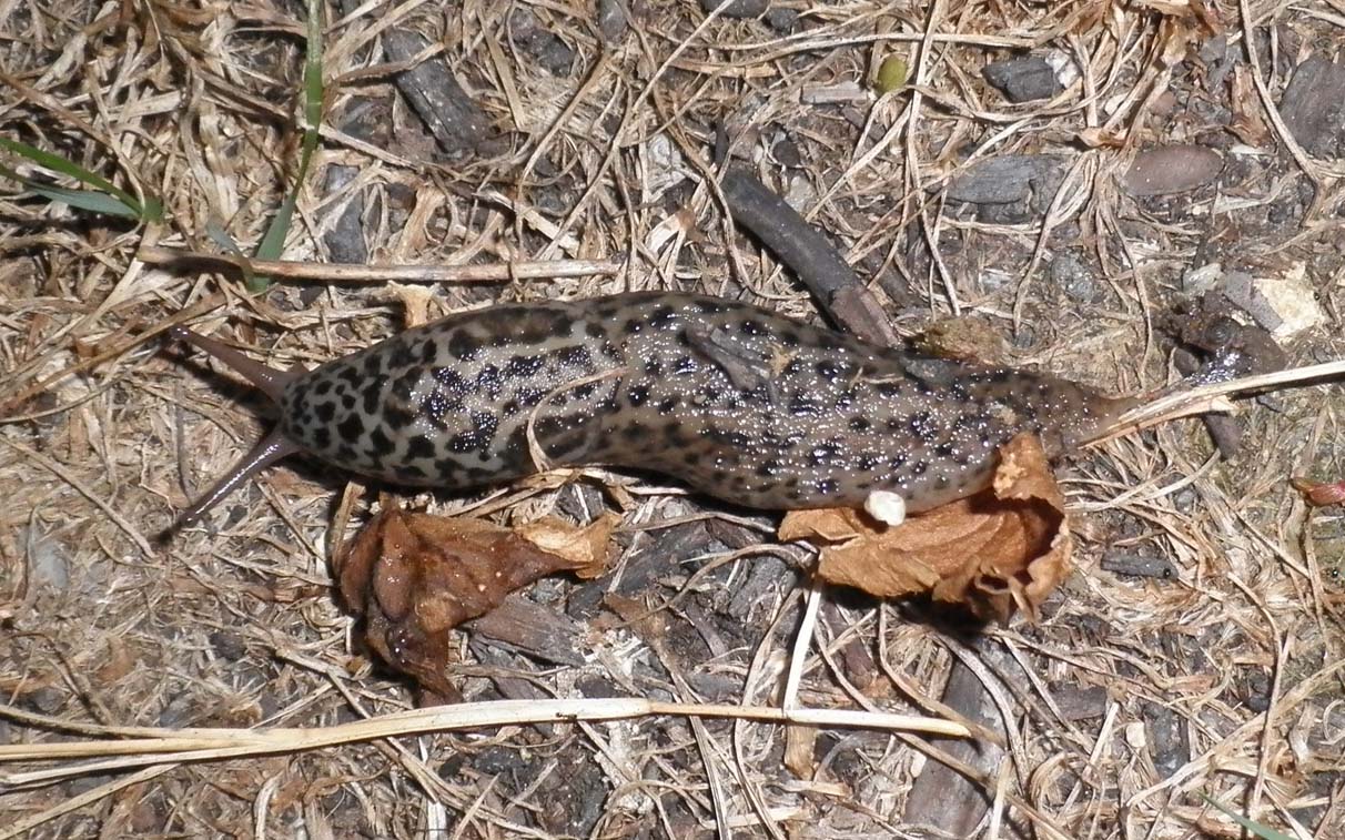 Limax sui Monti Berici (VI)